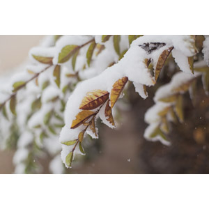 フリー写真, 風景, 自然, 植物, 葉っぱ, 雪, 冬