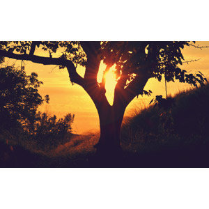 フリー写真, 風景, 自然, 夕暮れ（夕方）, 夕焼け, 夕日, 樹木