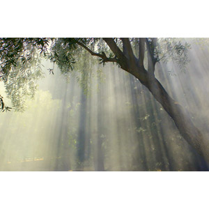 フリー写真, 風景, 朝日, 霧（霞）, 樹木, 太陽光（日光）, 薄明光線