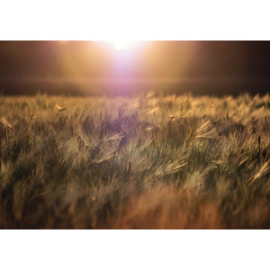フリー写真, 風景, 太陽光（日光）, 麦（ムギ）, 畑, 穀物