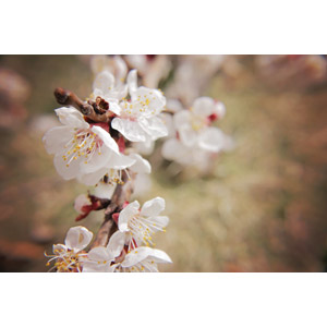 フリー写真, 植物, 花, 梅（ウメ）, 白色の花, 春