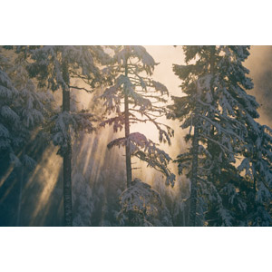 フリー写真, 風景, 自然, 森林, 樹木, 雪, 冬, 薄明光線, 太陽光（日光）