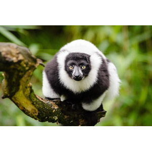 フリー写真, 動物, 哺乳類, 猿（サル）, エリマキキツネザル