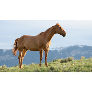 フリー写真, 動物, 哺乳類, 馬（ウマ）