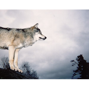 フリー写真, 動物, 哺乳類, 狼（オオカミ）