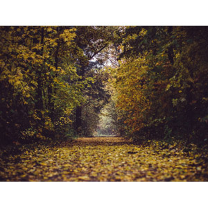 フリー写真, 風景, 自然, 森林, 樹木, 小道, 紅葉（黄葉）, 秋