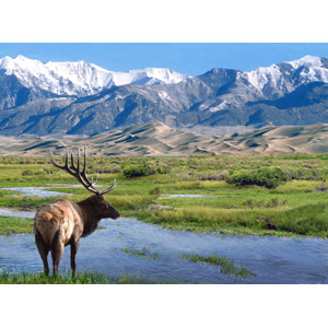 フリー写真, 風景, 自然, 河川, 砂丘, 山, 動物, 哺乳類, 鹿（シカ）, アメリカアカシカ（エルク）, グレートサンドデューンズ国立公園, コロラド州, アメリカの風景