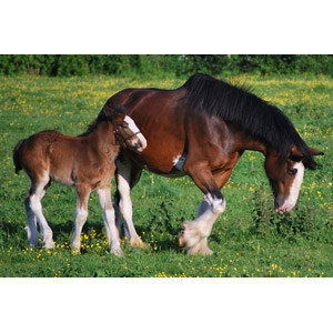 フリー写真, 動物, 哺乳類, 馬（ウマ）, 親子（動物）, 子供（動物）