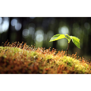 フリー写真, 植物, 新芽