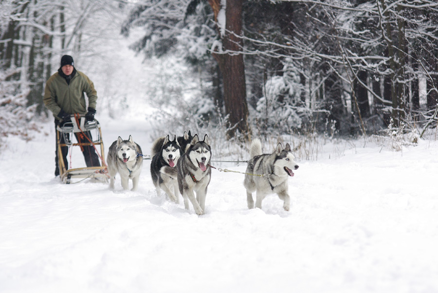 フリー写真 雪の中を進む犬ぞり
