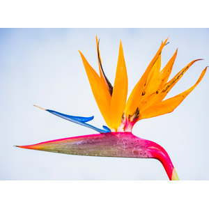 フリー写真, 植物, 花, 極楽鳥花（ゴクラクチョウカ）