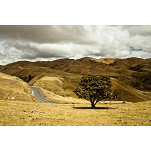 フリー写真, 風景, 丘, 樹木, 道路, ニュージーランドの風景
