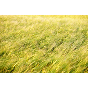 フリー写真, 風景, 畑, 作物, 穀物, 麦（ムギ）