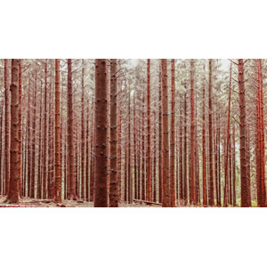 フリー写真, 風景, 自然, 森林, 樹木