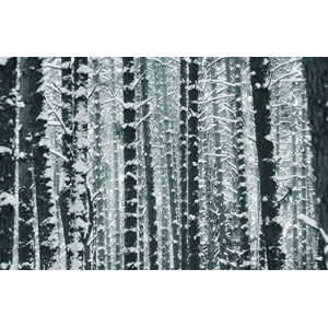 フリー写真, 風景, 自然, 森林, 樹木, 雪, 冬