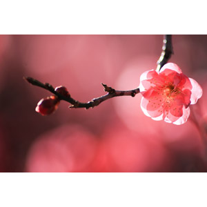 フリー写真, 花, 梅（ウメ）, 蕾（つぼみ）, 枝, 春, ピンク色の花