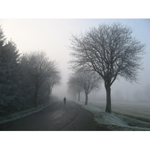 フリー写真, 風景, 小道, 田舎, 並木道, 樹木, 冬, 霧（霞）, 人と風景