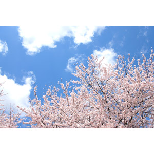 フリー写真, 風景, 自然, 青空, 雲, 樹木, 花, 桜（サクラ）, ピンク色の花, 春