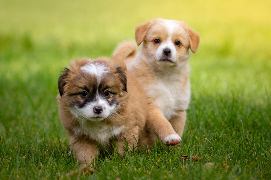フリー写真 芝生を駆ける二匹の子犬