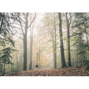 フリー写真, 風景, 森林, 樹木, 霧（霞）, 人と風景, 後ろ姿