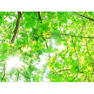 フリー写真, 風景, 自然, 植物, 枝, 葉っぱ, 木漏れ日, 太陽光（日光）, 緑色（グリーン）