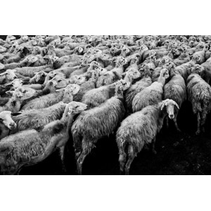 フリー写真, 動物, 哺乳類, 羊（ヒツジ）, 牧畜, 群れ, モノクロ