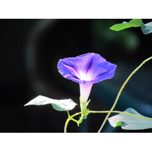 フリー写真, 植物, 花, 朝顔（アサガオ）, 紫色の花, 夏