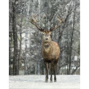 フリー写真, 動物, 哺乳類, 鹿（シカ）, アメリカアカシカ（エルク）, 雪, 冬