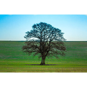フリー写真, 風景, 牧草地, 樹木