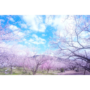 フリー写真, 風景, 樹木, 青空, 花, 梅（ウメ）, ピンク色の花, 春