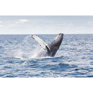 フリー写真, 動物, 哺乳類, 鯨（クジラ）, 跳ぶ（ジャンプ）, 海