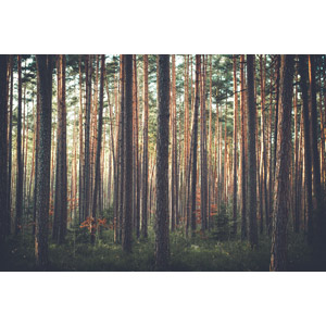 フリー写真, 風景, 自然, 森林, 樹木, ドイツの風景