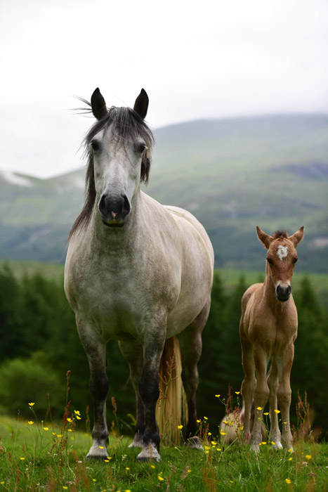 フリー写真 並んで立っている馬の親子でアハ体験 Gahag 著作権フリー写真 イラスト素材集
