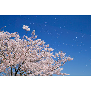 フリー写真, 風景, 樹木, 花, 桜（サクラ）, 桜吹雪, 春, ピンク色の花, 青空, 日本の風景