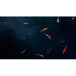 フリー写真, 動物, 魚類, 魚（サカナ）, 鯉（コイ）