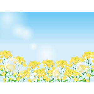 フリーイラスト, ベクター画像, AI, 風景, 青空, 植物, 花, 菜の花, 花畑, 菜の花（アブラナ）, 黄色の花, 春, しゃぼん玉（シャボン玉）