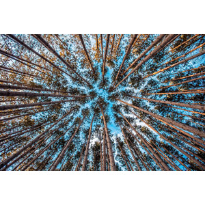 フリー写真, 風景, 自然, 森林, 樹木