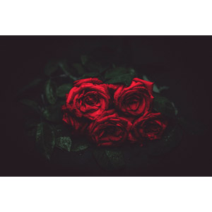 フリー写真, 植物, 花, 薔薇（バラ）, 赤色の花
