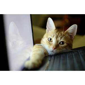 フリー写真, 動物, 哺乳類, 猫（ネコ）, 茶トラ猫, ノートパソコン