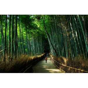 フリー写真, 風景, 竹林, 竹（タケ）, 小道, 日本の風景, 京都府