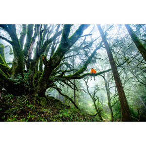 フリー写真, 風景, 人と風景, 森林, 樹木, 後ろ姿, 霧（霞）