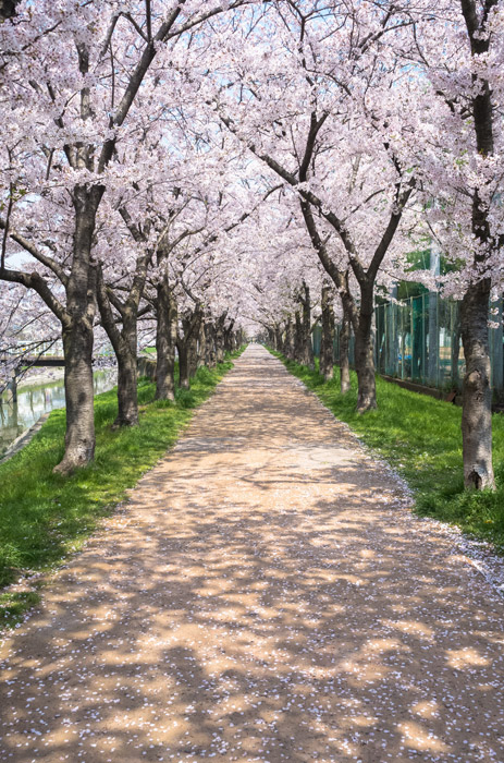 フリー写真 満開の桜並木の風景