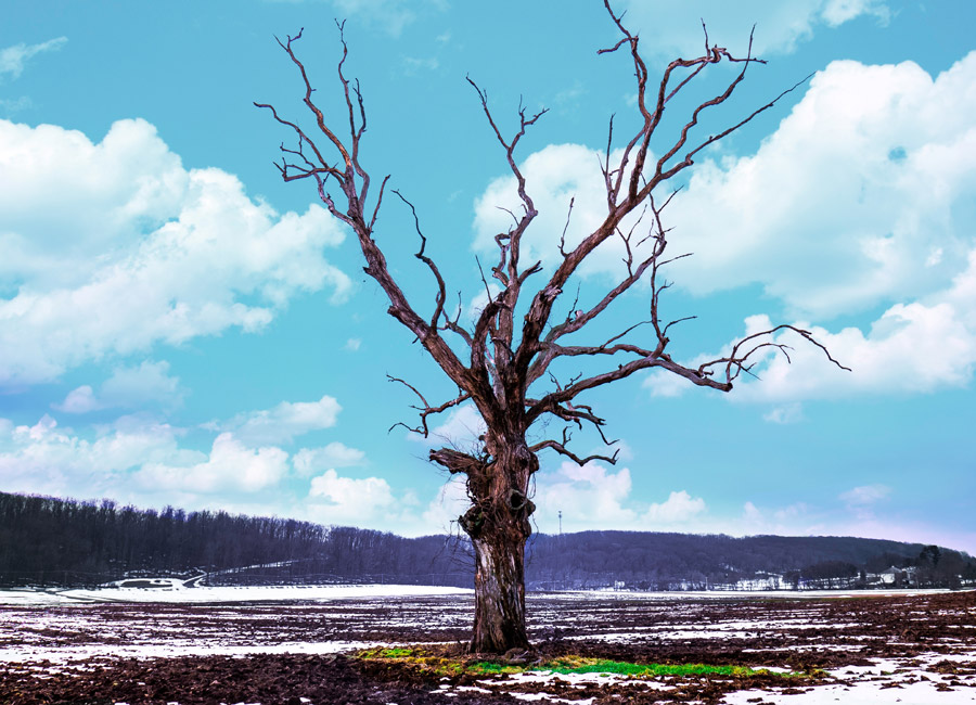 フリー写真 一本の枯れ木と青空の風景