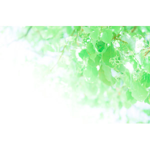 フリー写真, 植物, 葉っぱ, 新緑