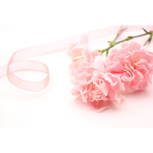 フリー写真, 植物, 花, カーネーション, ピンク色の花, プレゼント, リボン, 年中行事, 母の日, 5月