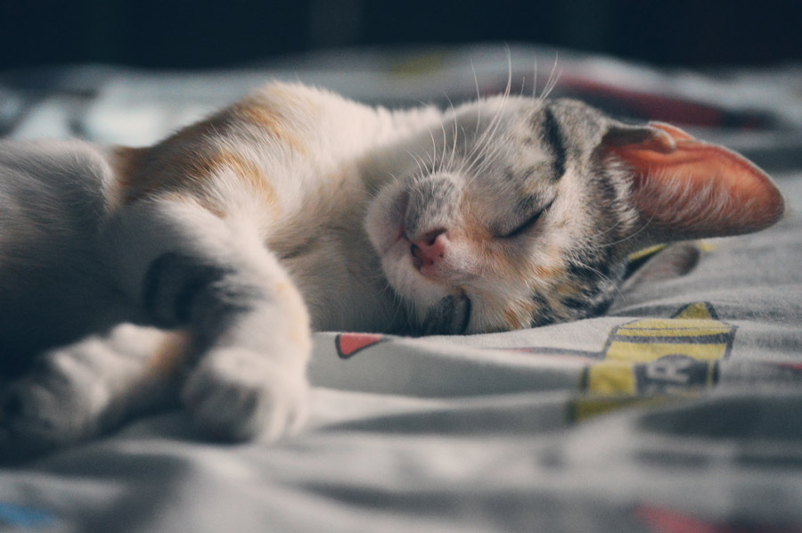 フリー写真 かわいい寝顔の子猫