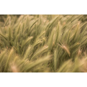 フリー写真, 作物, 穀物, 麦（ムギ）, 畑