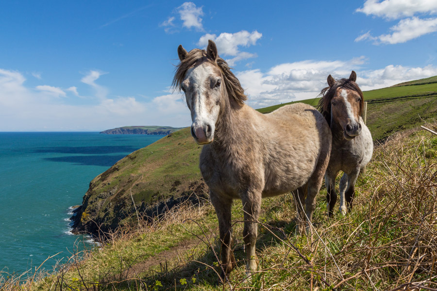 フリー写真 海の上の崖にいる二匹の馬