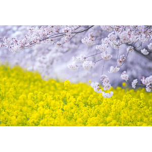 フリー写真, 風景, 植物, 花, 桜（サクラ）, 菜の花（アブラナ）, 黄色の花, 春