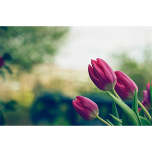 フリー写真, 植物, 花, チューリップ, ピンク色の花